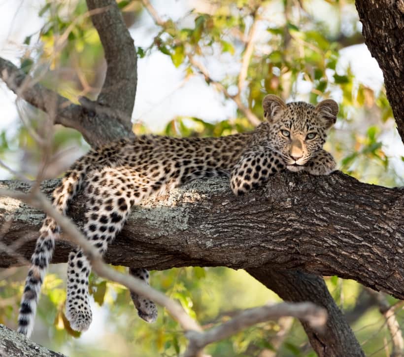 Image d'un jaguar sur un arbre
