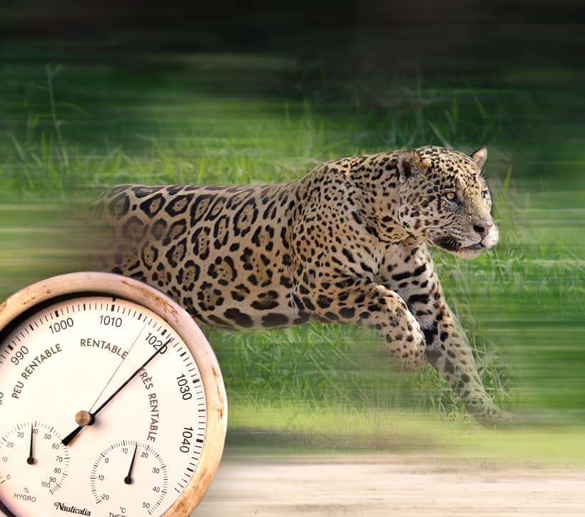 Image d'un jaguar entrain de courir